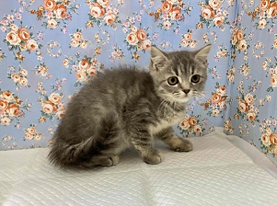 ブリティッシュショートヘア