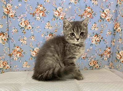 ブリティッシュショートヘア