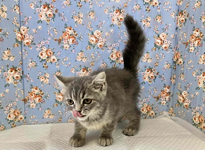 ブリティッシュショートヘア