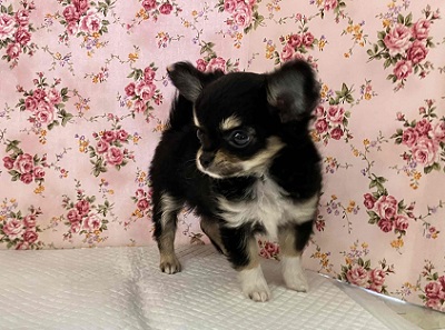 愛嬌たっぷり💖まろ眉チワワの女のコ! チワワ