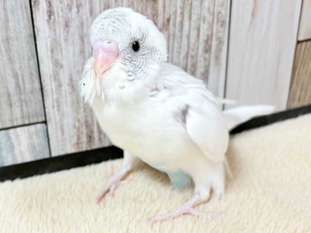 ご飯大好き元気っ子‼️セキセイインコ(白ハルクイン)(ヒナ) セキセイインコ
