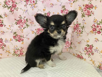 愛嬌たっぷり💖まろ眉チワワの女のコ! チワワ