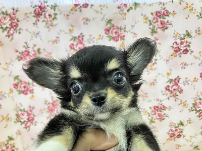 愛嬌たっぷり💖まろ眉チワワの女のコ! チワワ