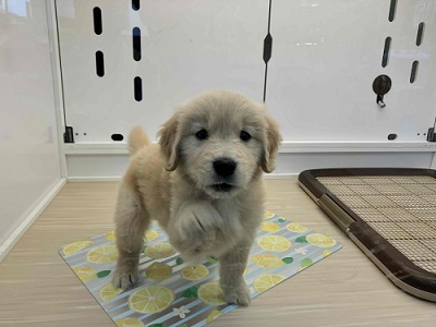 ゴールデンレトリバー