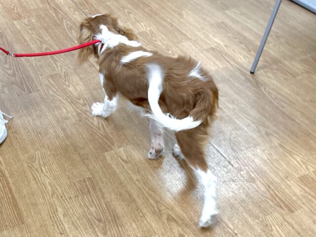 キャバリア・キングチャールズ・スパニエル