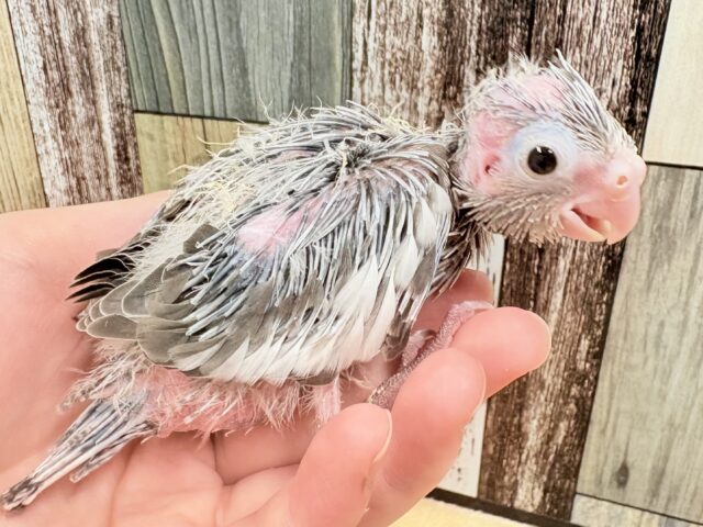オカメインコ