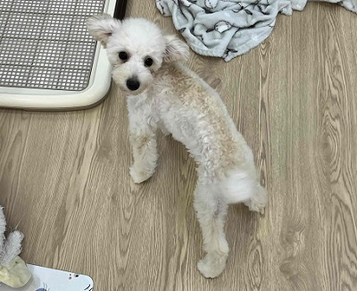 最新画像🆙見た目はへなちょこ系!?でも実は…なトイプードル入舎しました! トイプードル