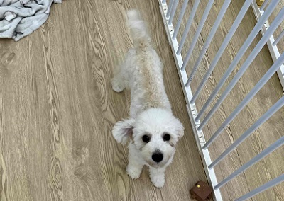 最新画像🆙見た目はへなちょこ系!?でも実は…なトイプードル入舎しました! トイプードル