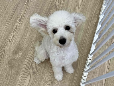 最新画像🆙見た目はへなちょこ系!?でも実は…なトイプードル入舎しました! トイプードル