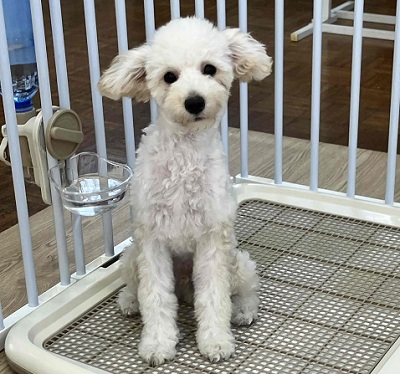 最新画像🆙見た目はへなちょこ系!?でも実は…なトイプードル入舎しました! トイプードル