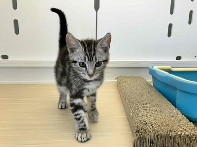 昔っからの人気者!アメショの男のコがやって来たよ^^ アメリカンショートヘア