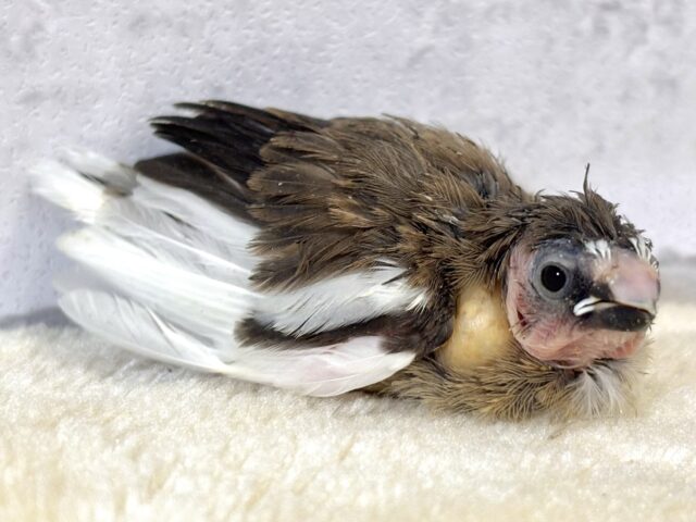 十姉妹（ジュウシマツ）