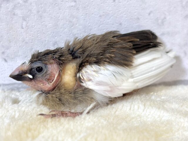 十姉妹（ジュウシマツ）