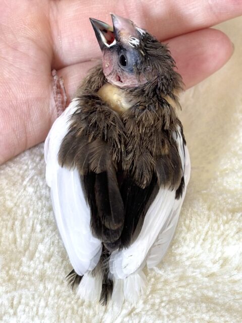 十姉妹（ジュウシマツ）