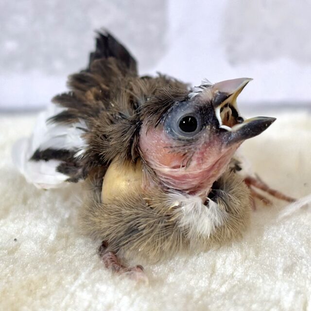 十姉妹（ジュウシマツ）