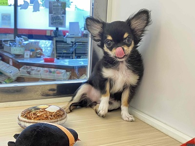 愛嬌たっぷり💖まろ眉チワワの女のコ! チワワ