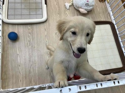 ゴールデンレトリバー