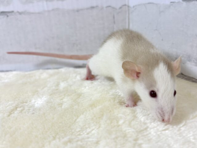 ファンシーラット