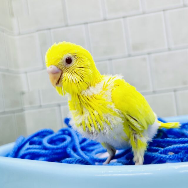 セキセイインコ