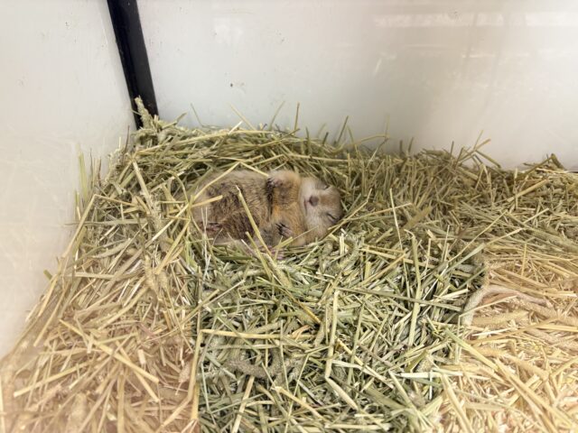 リチャードソンジリス