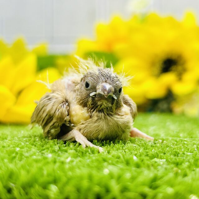 錦花鳥（キンカチョウ）