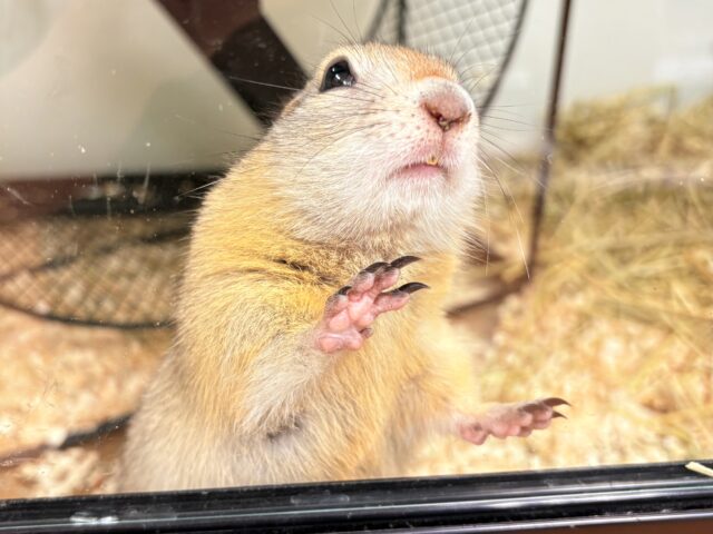 リチャードソンジリス