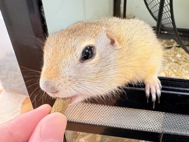 リチャードソンジリス