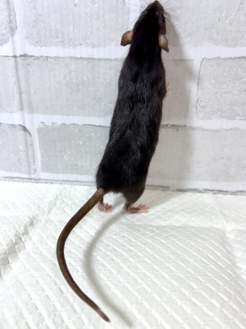 ファンシーラット