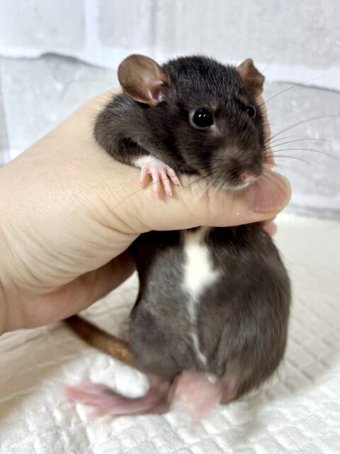 ファンシーラット