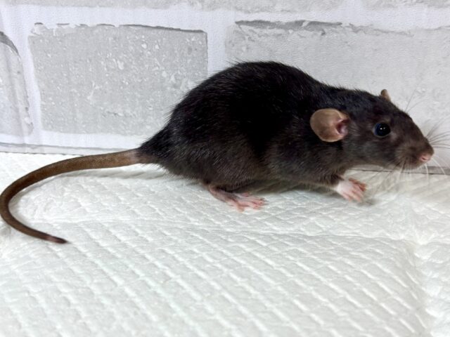 ファンシーラット