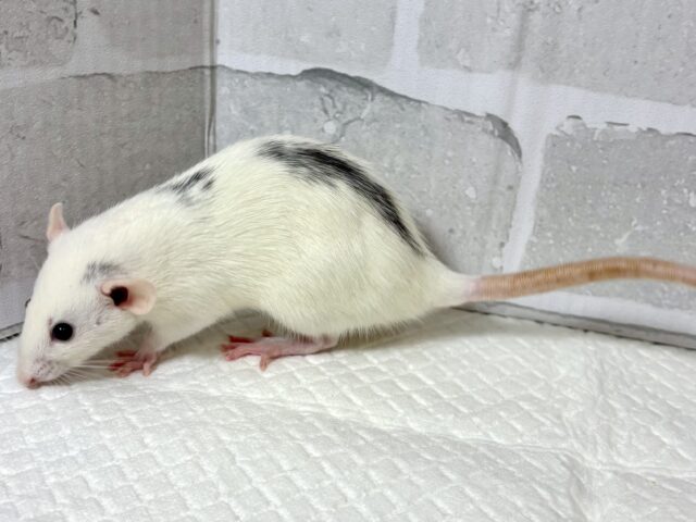 ファンシーラット