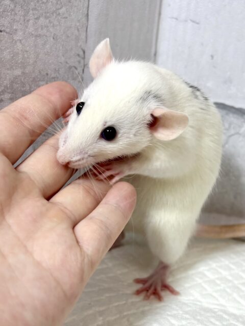 ファンシーラット