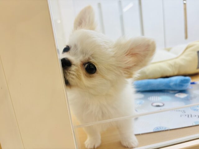 チワペキ（ペキチー、ペキチワ）