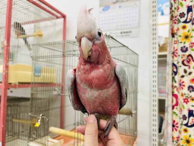 モモイロインコ