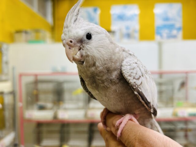 オカメインコ