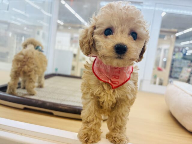 トイプードル