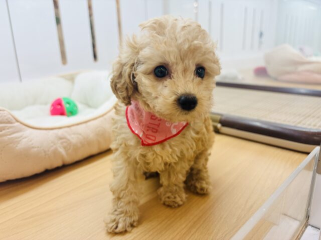 トイプードル