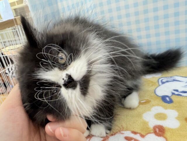 フォールデックス