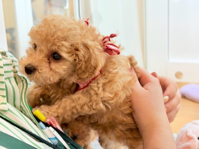 トイプードル
