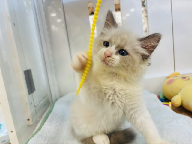 ネヴァマスカレード