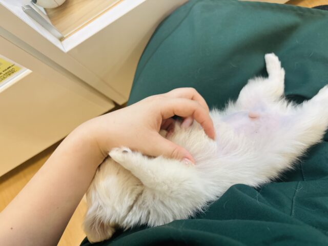 チワペキ（ペキチー、ペキチワ）