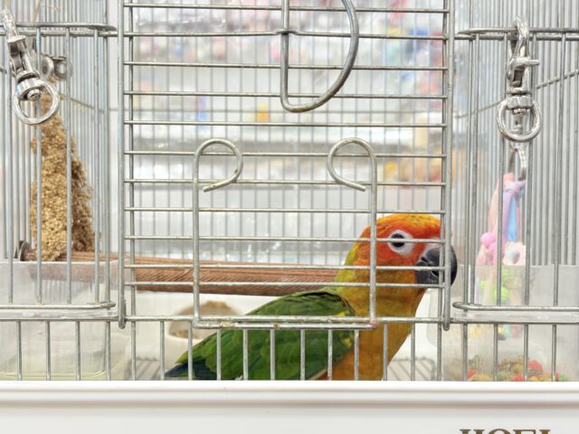 コガネメキシコインコ