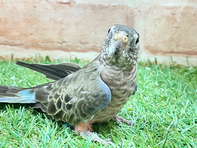 アキクサインコ（秋草インコ）