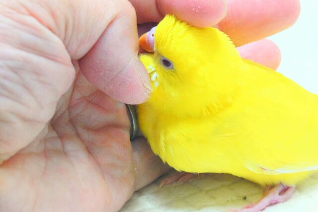 セキセイインコ