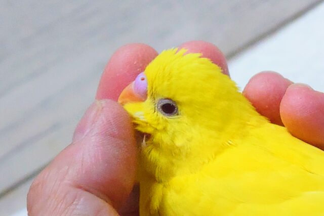 セキセイインコ