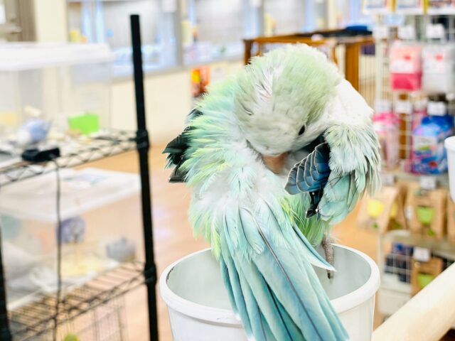 オキナインコ