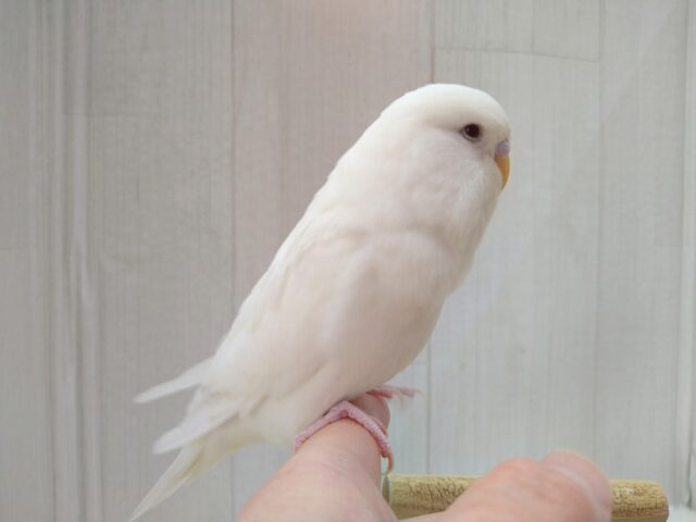 ジャンボセキセイインコ