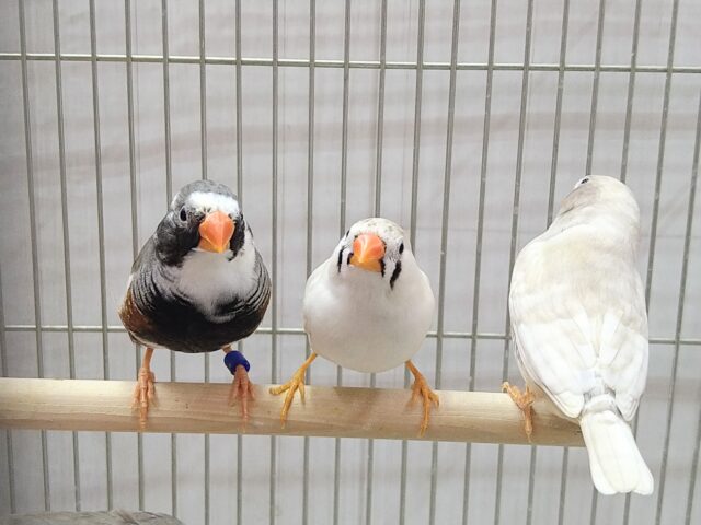 色とりどり🏳️🌈大人キンカ鳥軍団がやって来ました!! 錦花鳥(キンカチョウ)