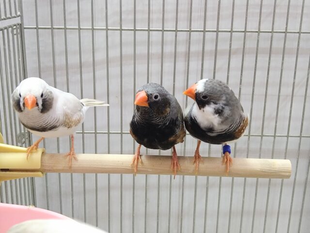 色とりどり🏳️🌈大人キンカ鳥軍団がやって来ました!! 錦花鳥(キンカチョウ)