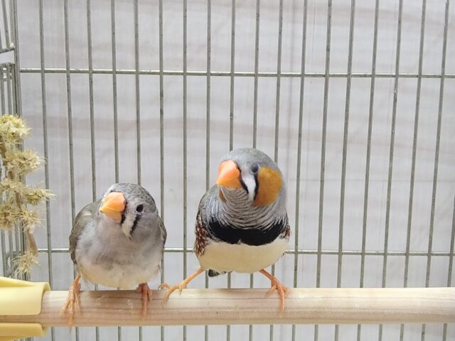 錦花鳥（キンカチョウ）